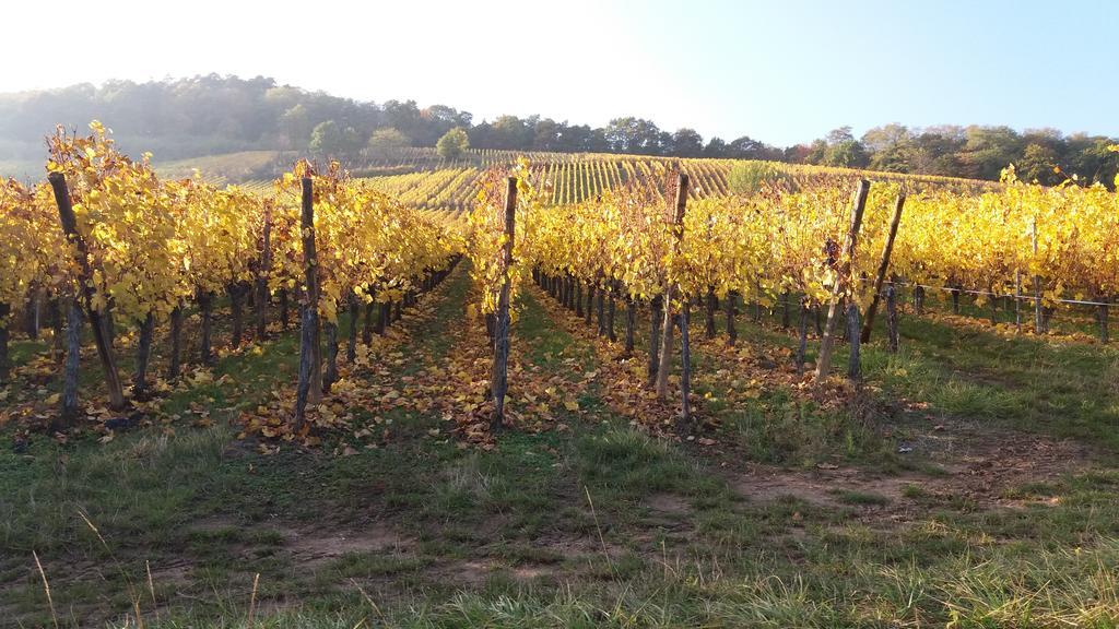 콜마 Au Coeur D'Alsace 아파트 외부 사진